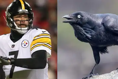 Ben Roethlisberger Says He Avoided A Raven That Was Trying To Be Seen By Him