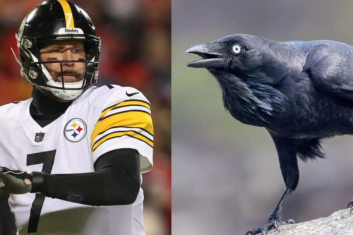 Ben Roethlisberger Says He Avoided A Raven That Was Trying To Be Seen By Him