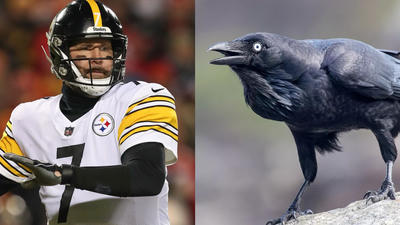 Ben Roethlisberger Says He Avoided A Raven That Was Trying To Be Seen By Him
